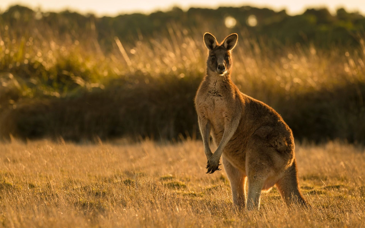 The kangaroo - the icon for our Preparoo challenge